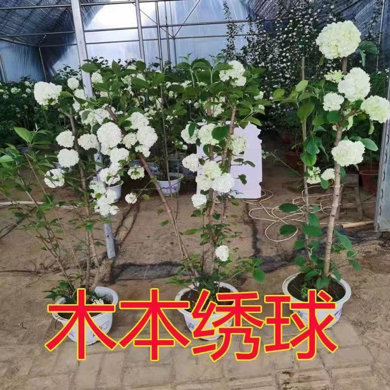 木本绣球树苗中华麻叶绣球花朵由绿转白庭院植物旁道绿化观花观叶