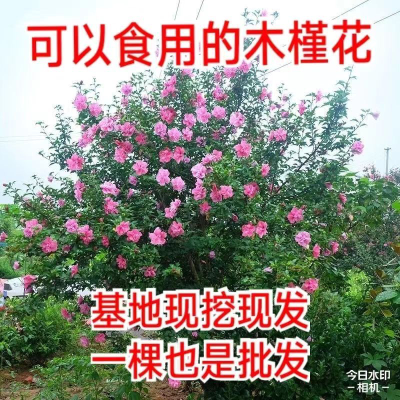 木槿花大花苗北方南方种植地载花盆庭院风景花卉耐寒木槿花可食用
