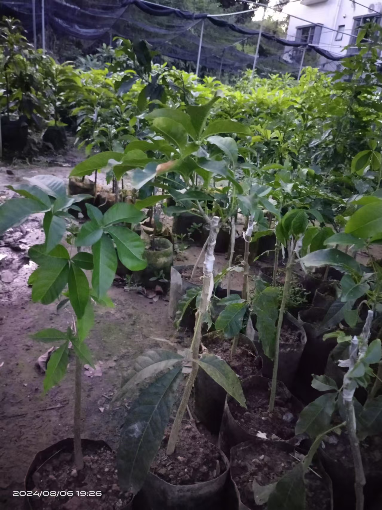 花卉仿真，绿植园艺