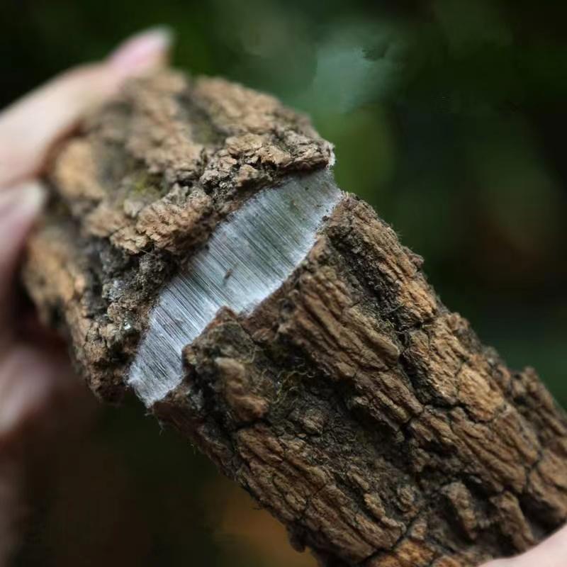 云南深山野生老藤杜仲