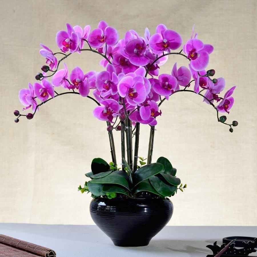 蝴蝶兰花苗盆栽蝴蝶兰带花植物室内花卉绿植盆景观花四季开花好养