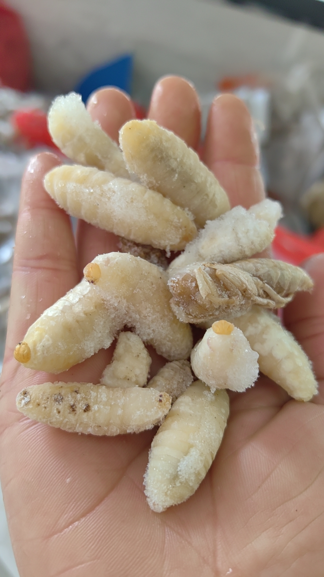 蜂蛹树蜂蛹冷冻发货