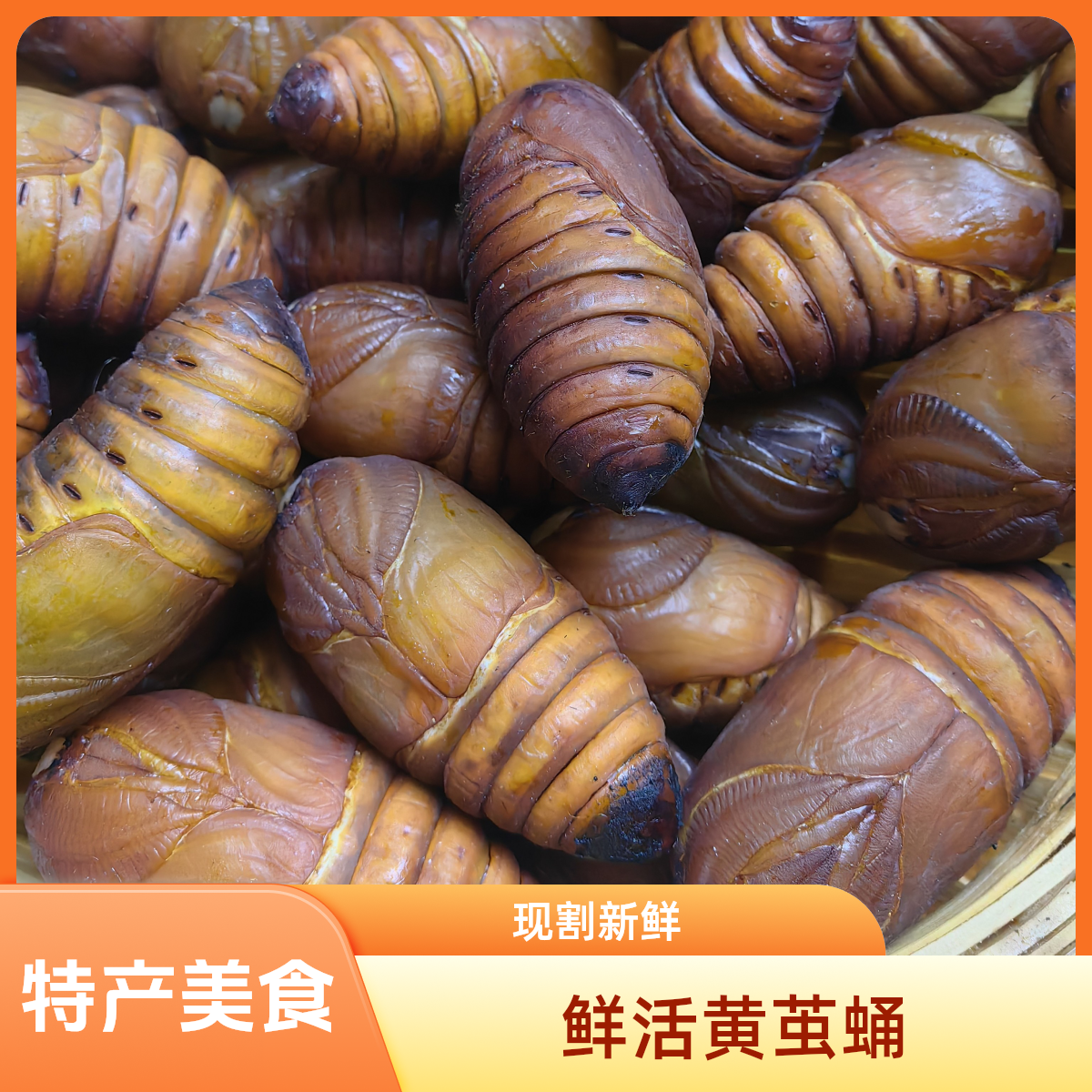 现割鲜活黄茧蛹柞蚕蛹茧蛹食用农产品家乡特产活体发货新鲜