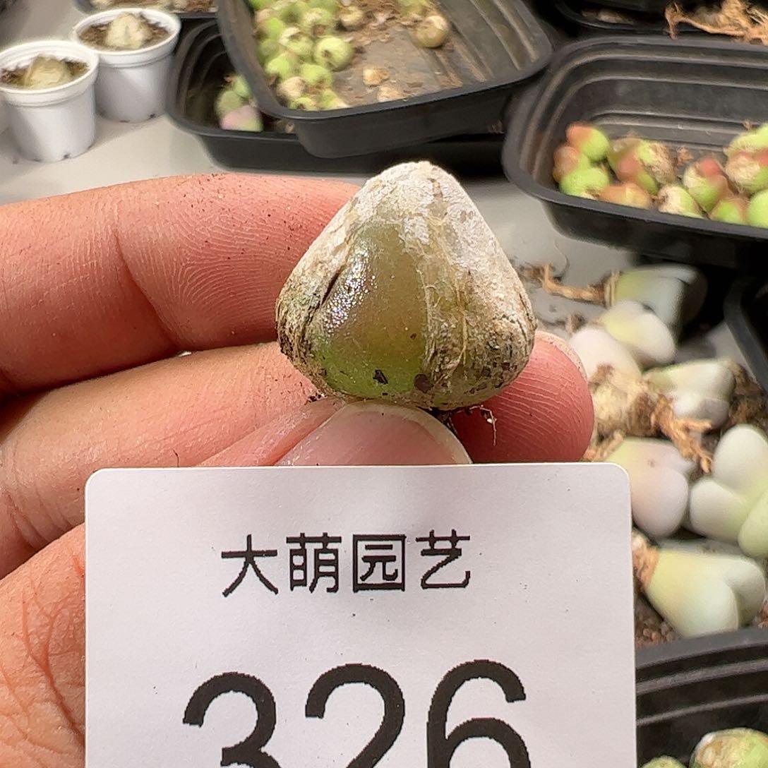 0000326 肉锥生石花一物一拍
