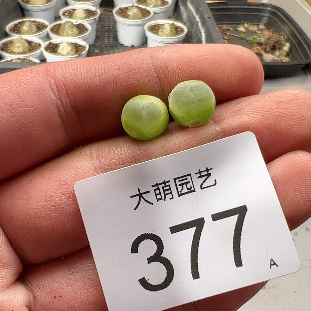 0000377 肉锥生石花一物一拍