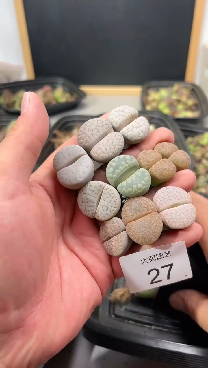 【闪购商品】-----27