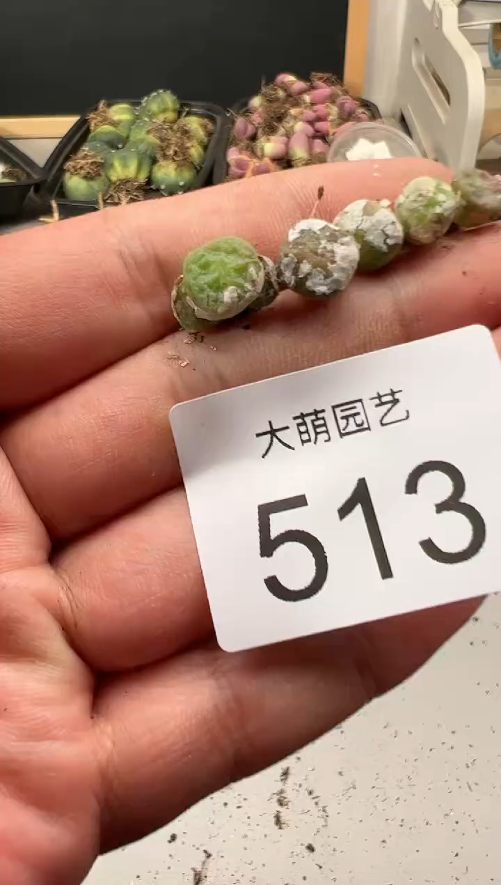 【闪购商品】---513