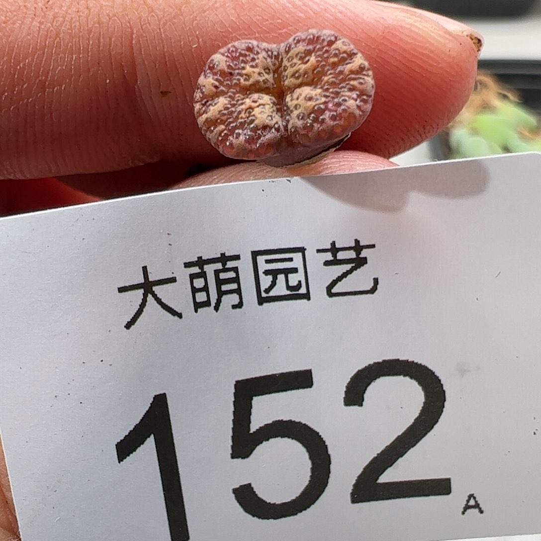 0000152 肉锥生石花一物一拍