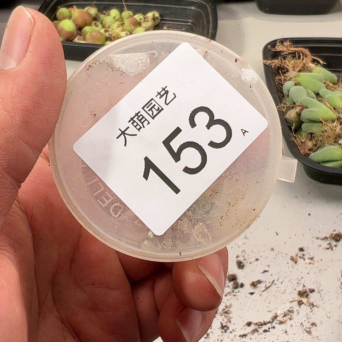 ?****0000153 肉锥生石花一物一拍