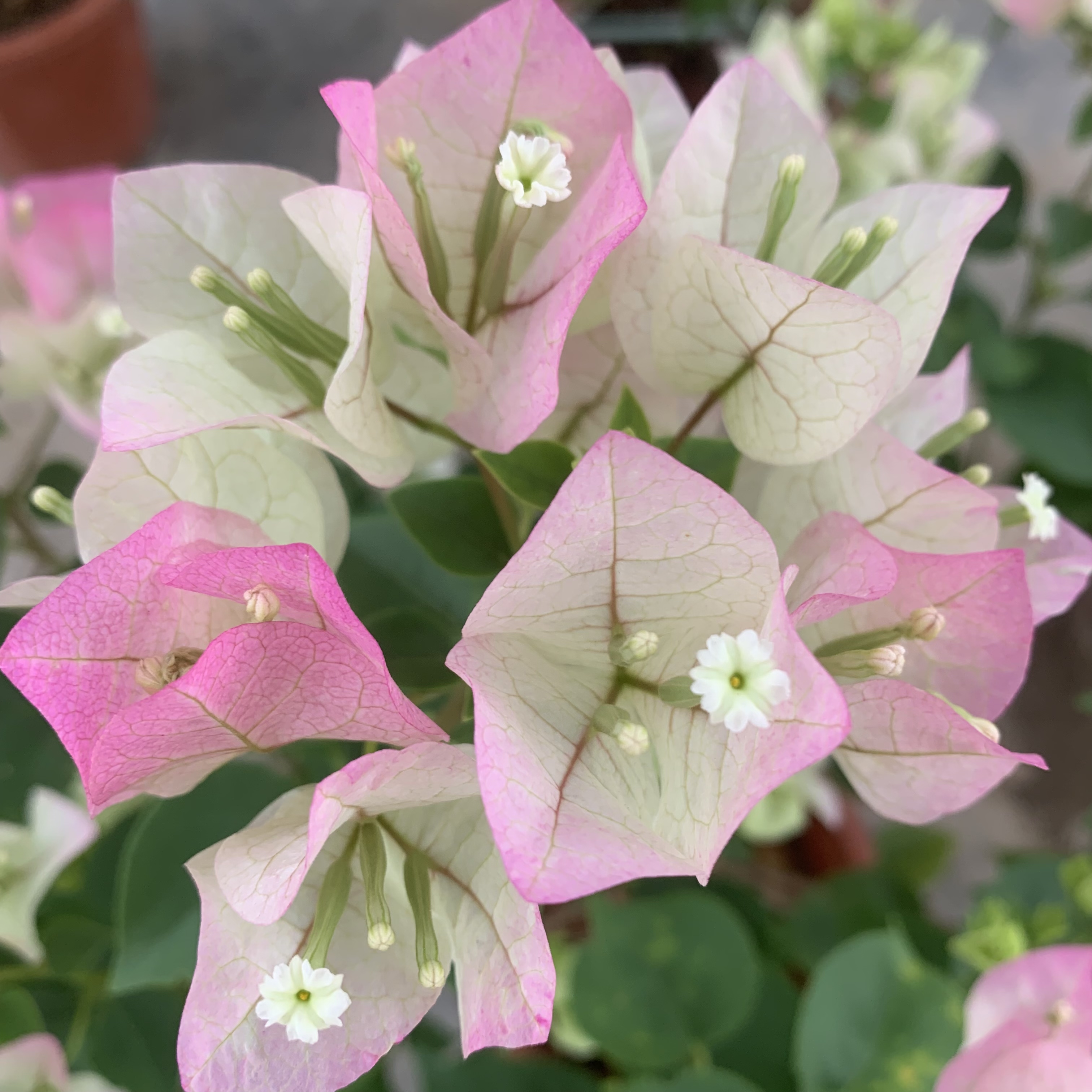 三角梅一物一拍，四季开花勤花品种