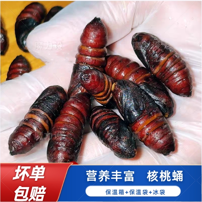 核桃蛹蚕蛹小蚕蛹山东土特产虫蛹昆虫美食油炸香酥美食包邮冻品