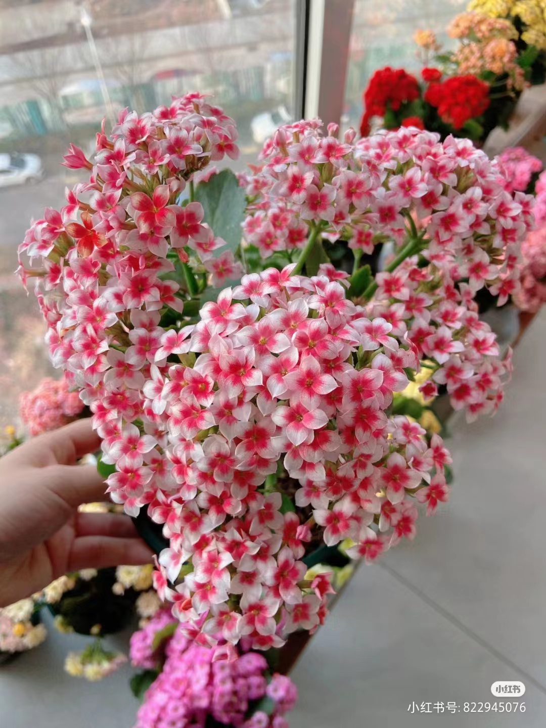 果冻橙130盆长寿花新手入门级室内阳台盆栽