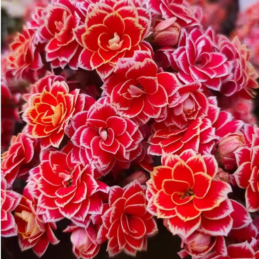 金丝带【130盆】精品大花苞 复色 花期长 室内盆栽