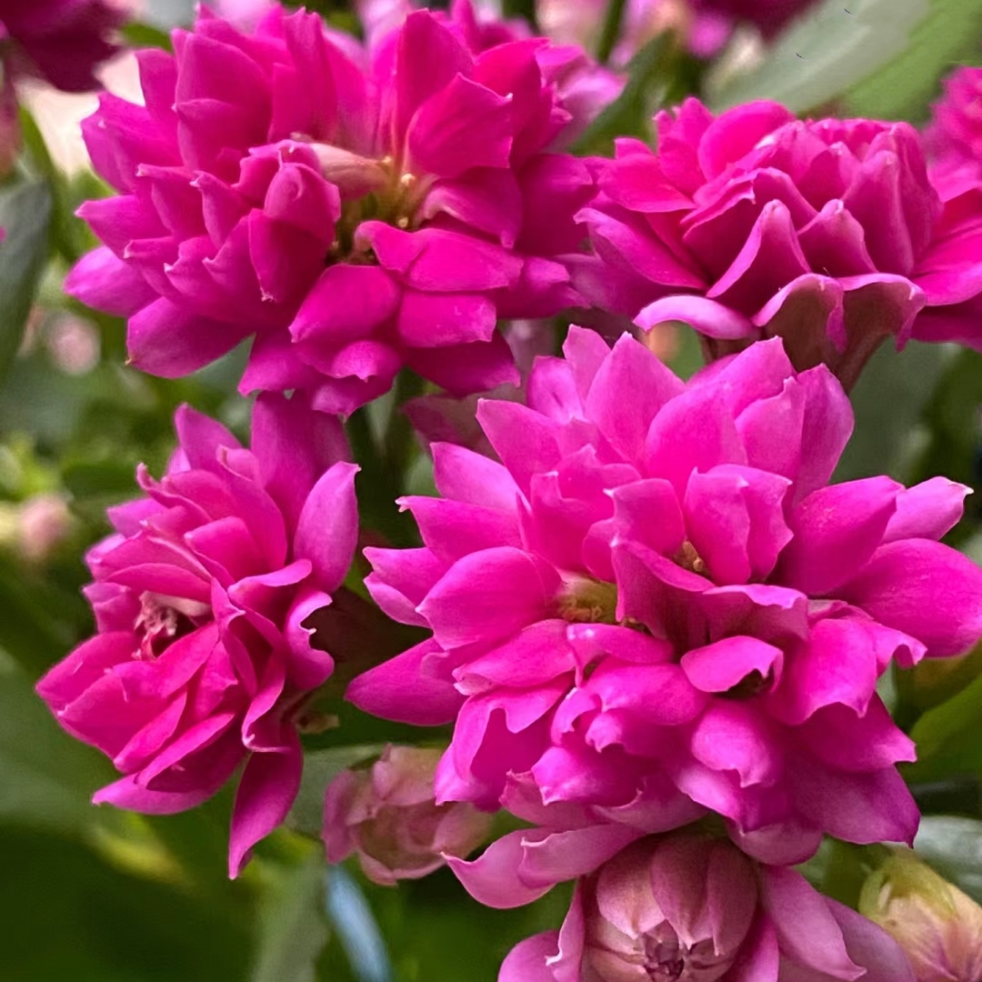 丽娜130盆 紫色年宵花  花期长 新手入门 室内阳台盆栽