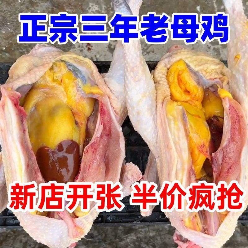 【2只装】散养3年土鸡正宗肥西老母鸡生蛋鸡现杀现发速冻不土包赔