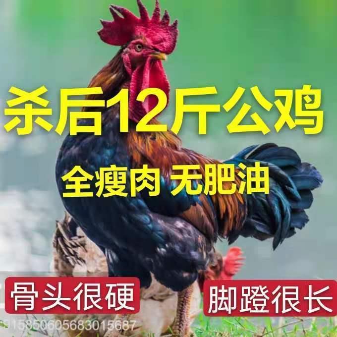 【散养两年老公鸡】正宗农村老公鸡现杀新鲜鸡肉土鸡柴鸡走地鸡鹦