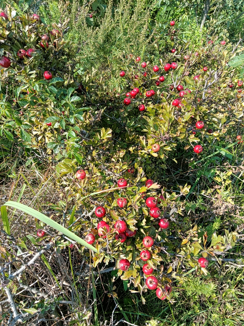 原生小叶野山楂山里红老桩