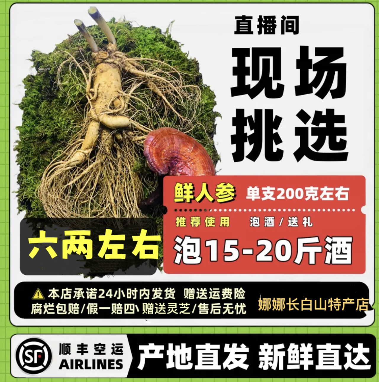 长白山新鲜人参单支6两大趴货精品泡酒