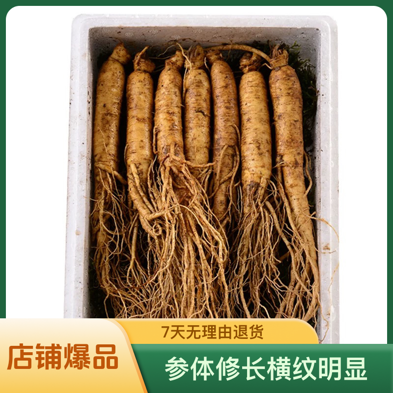 长白山丰富新鲜人参微瑕煲汤泡水一斤17颗左右