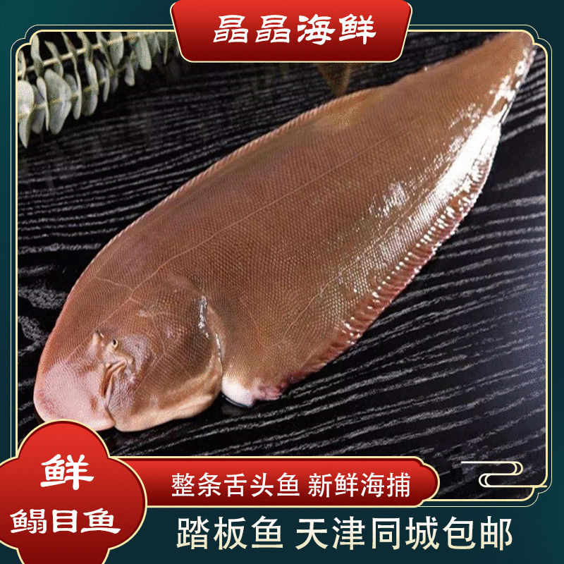 【渤海湾鲜鳎目鱼】目鱼踏板鱼新鲜海捕舌头鱼目鱼5-10斤