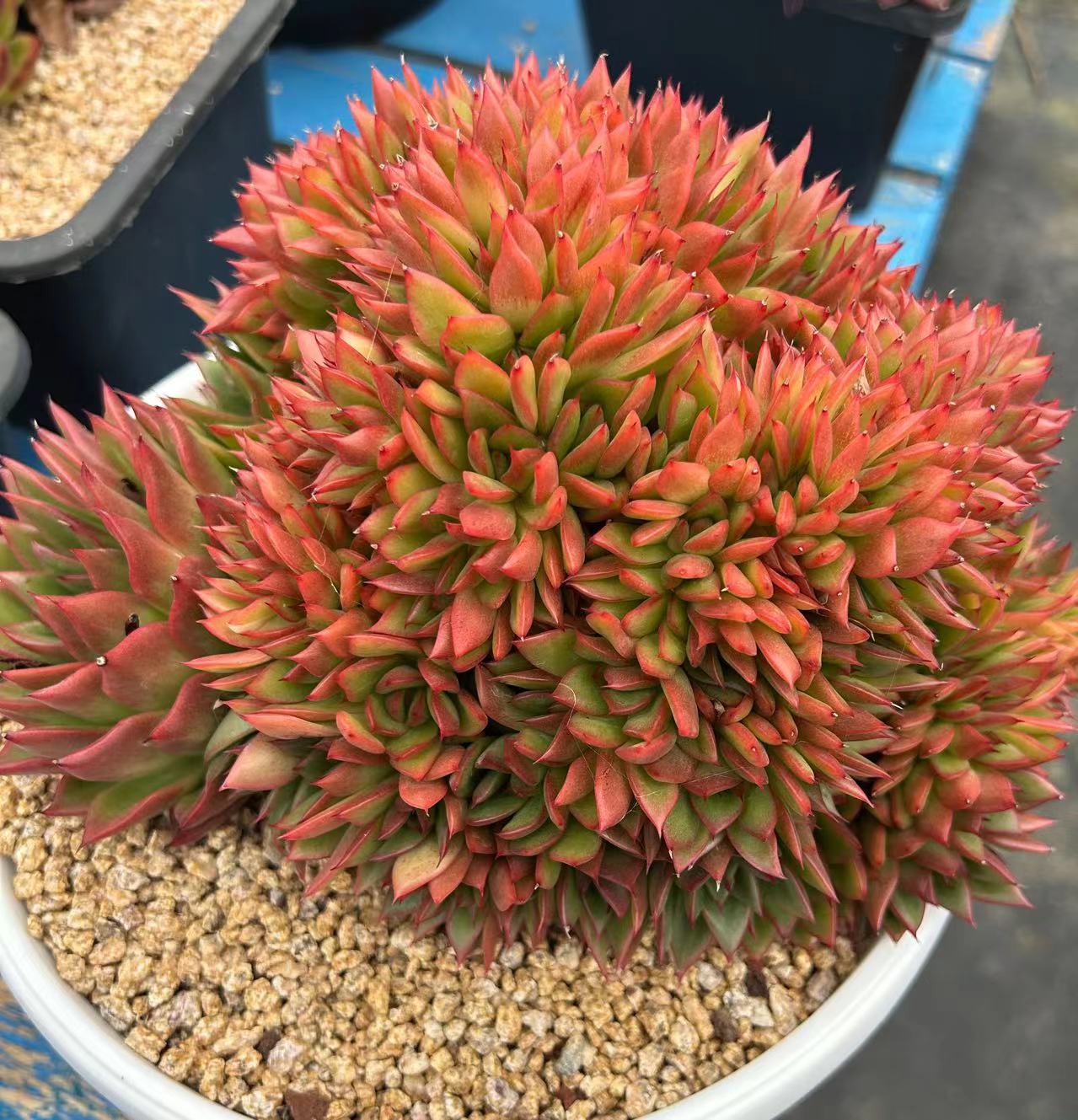淞杰多肉 云南多肉基地直发 多肉植物 洛神美肉 庭院 净化空气