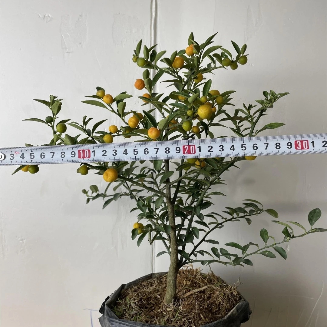 人工培育籽博苗日豆福豆同安凤巢豆豆观果观叶绿植