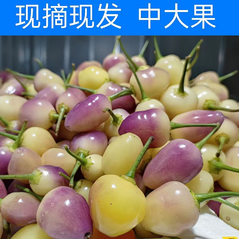 广西云南新鲜七彩椒五彩辣椒泡椒灯笼椒农家自种蔬菜