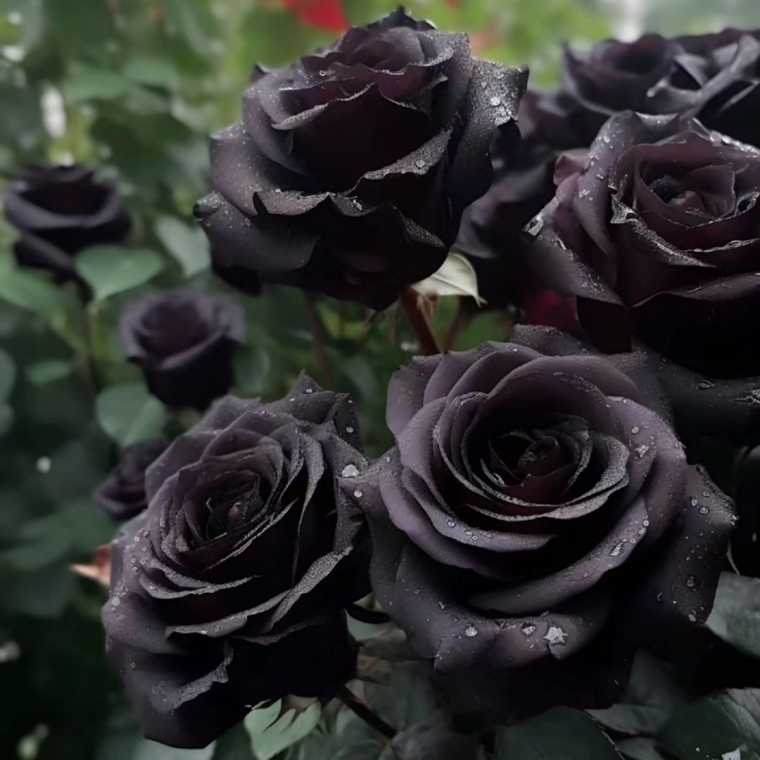 三年鲜切老桩玫瑰花苗庭院好养花卉植物室内月季花苗蔷薇苗木盆栽