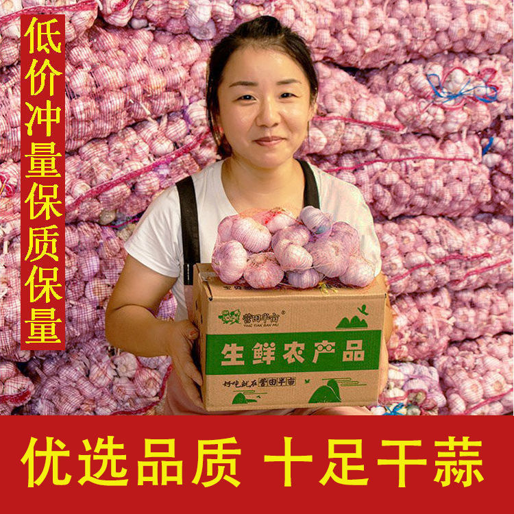 【乐多】【购】山东紫皮大蒜新蒜干蒜批发大蒜头紫白皮批发