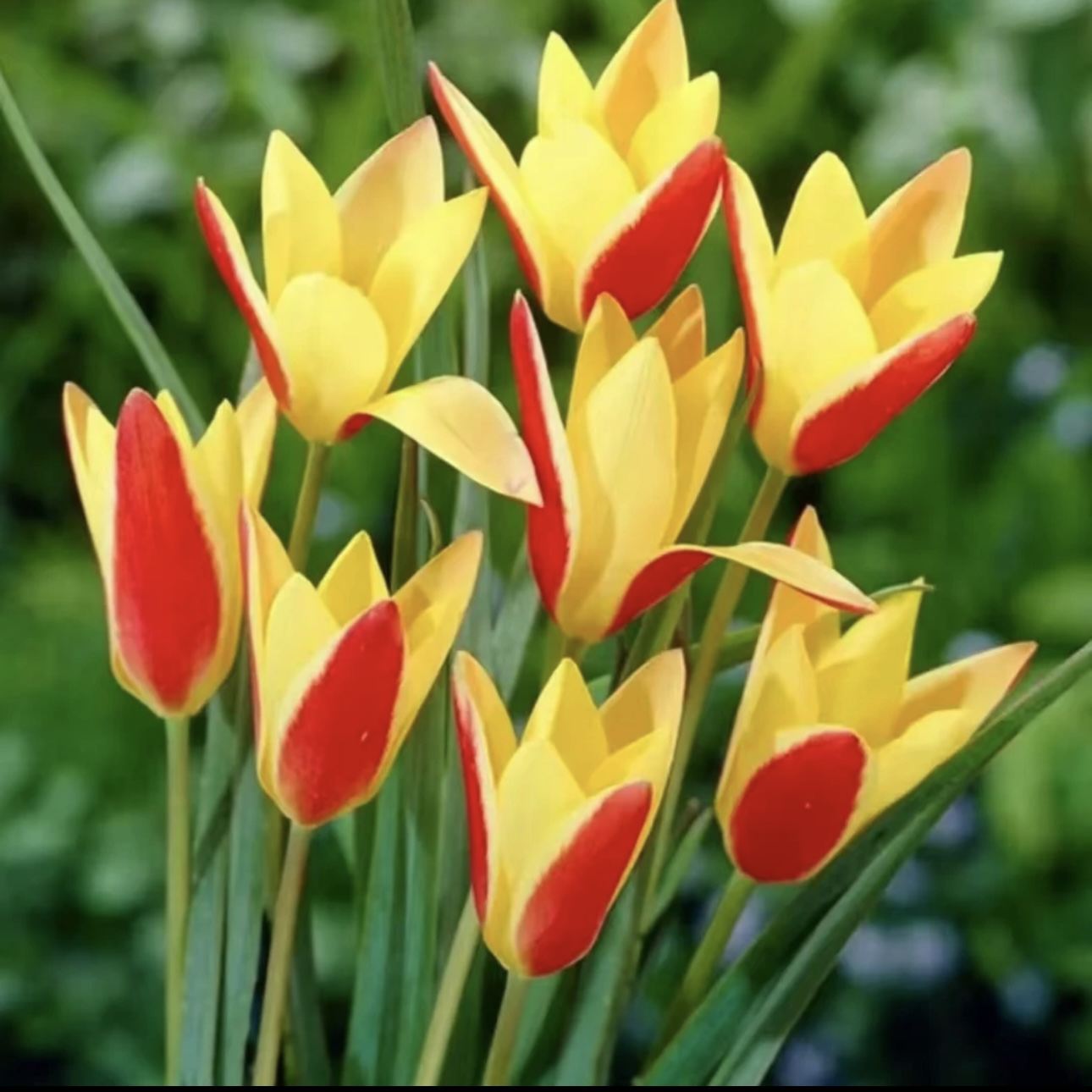 【欲畅园艺】原生郁金香种球 多年生 复花性好