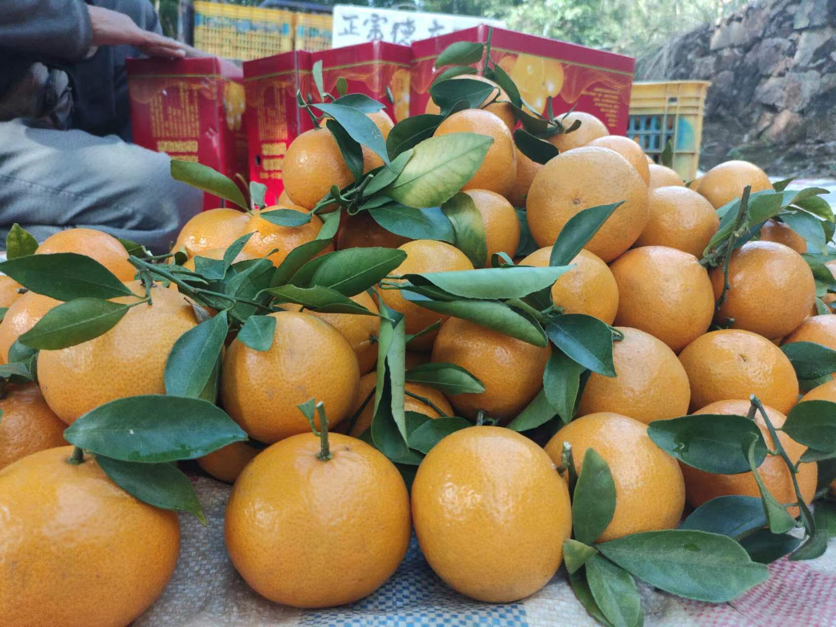 德庆贡柑20年老树果送礼佳品，带箱10斤装德庆贡柑，德庆皇帝柑正宗