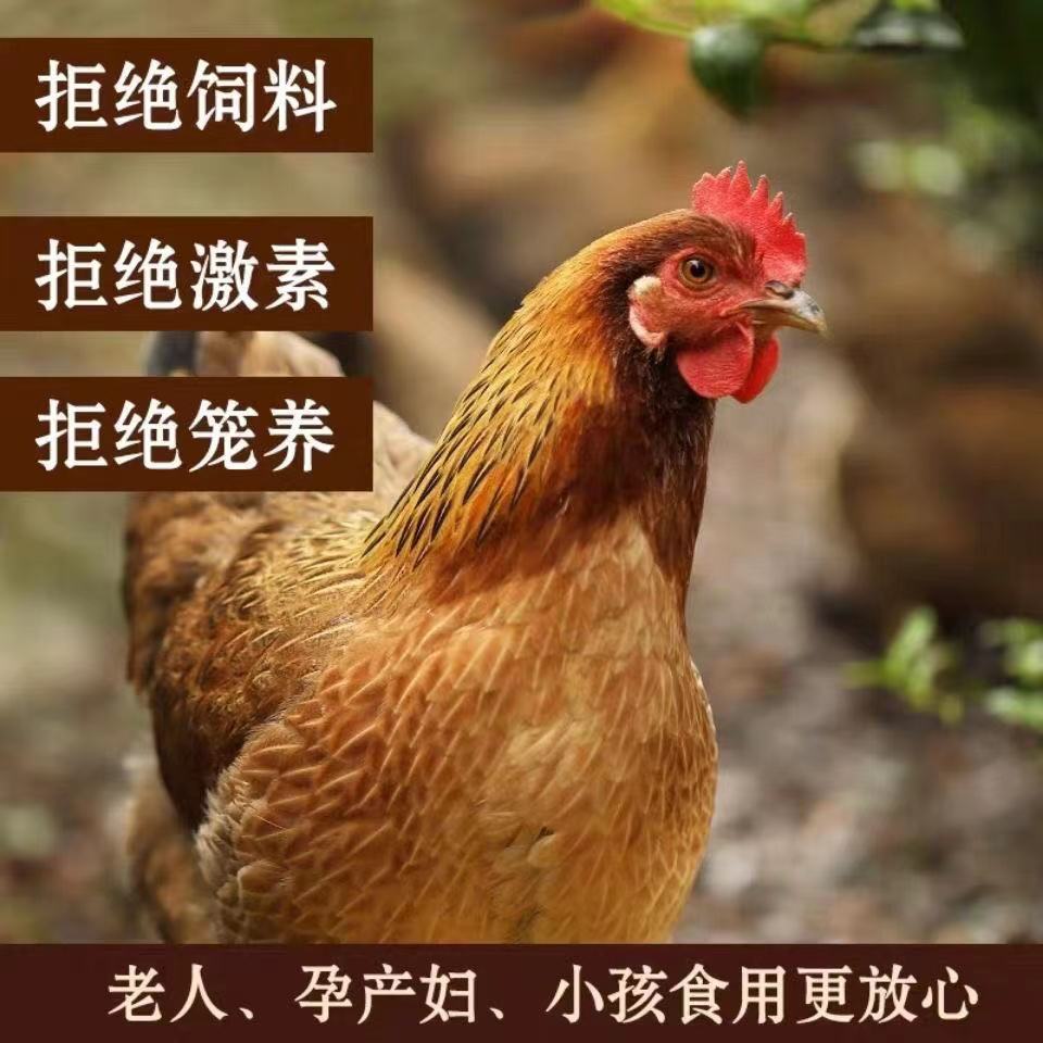 1年以上土鸡老母鸡正宗散养农家生态现杀月子鸡2.2斤