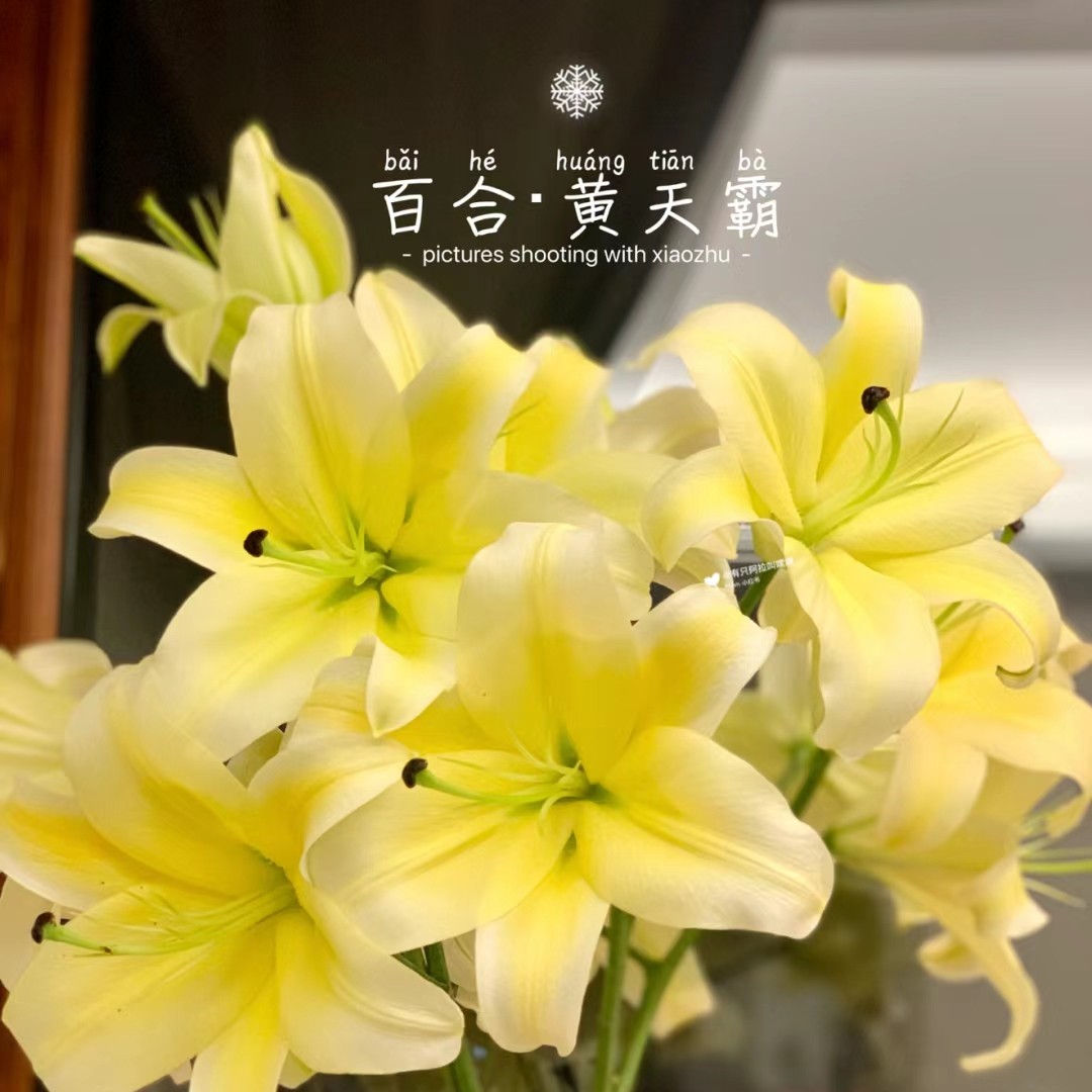 黄天霸百合（百合任意2单加入购物车包邮）