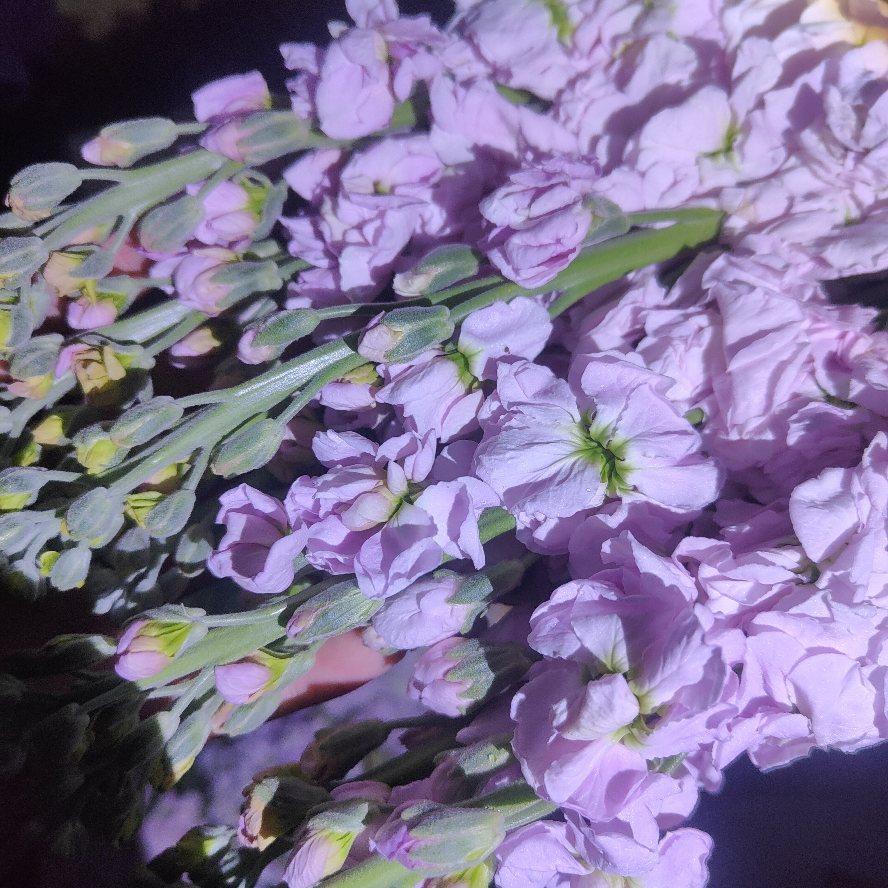 【胖虎花卉】紫罗兰（草花任意四单包邮）