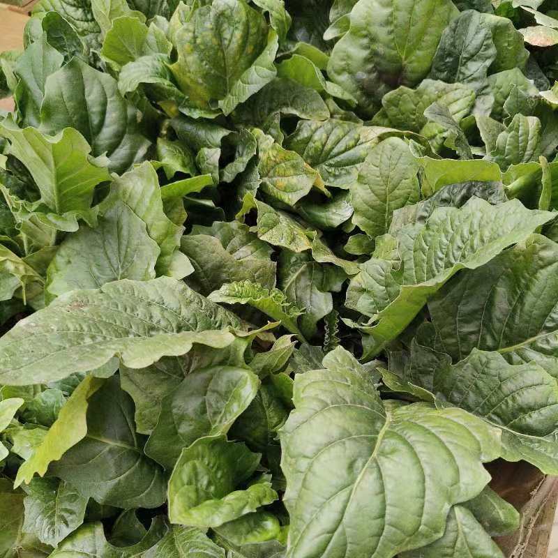 【木蘭花園】矮秆非洲菊青棵苗四盆（无售后）