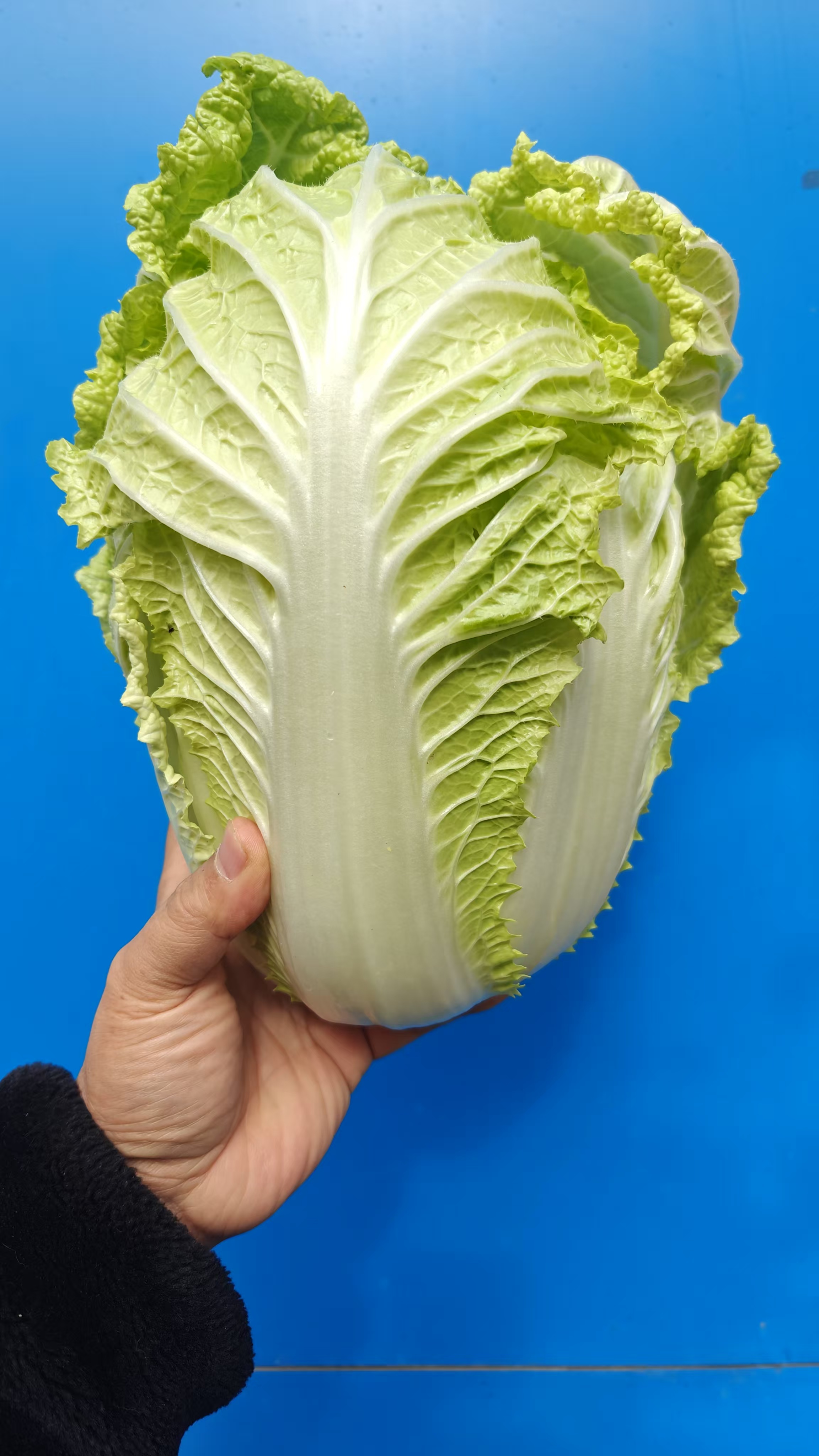 高山种植生长的无化肥新鲜蔬菜大白菜青菜醋溜红烧腌泡都很好包邮