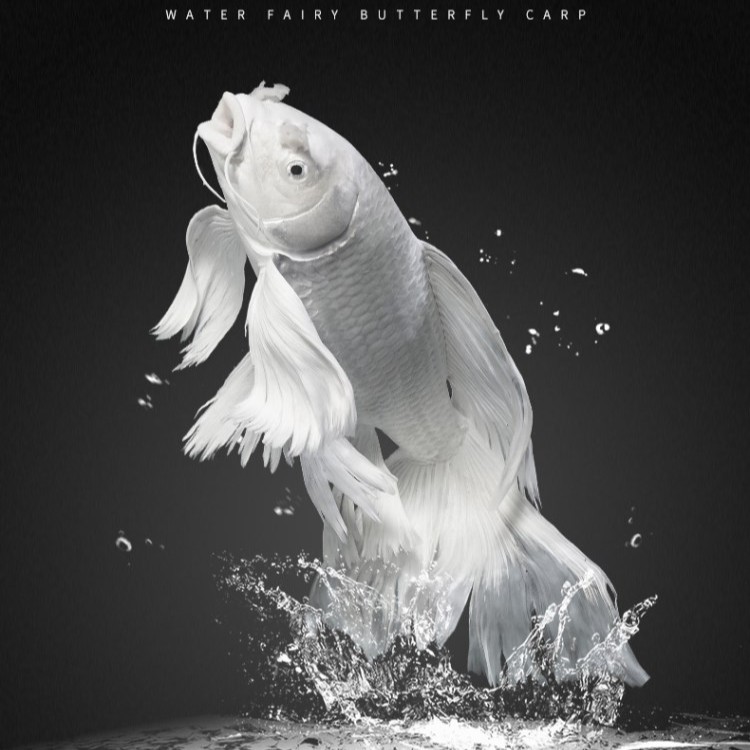 蝴蝶鲤短身球体观赏鱼冷水鱼苗金鱼好养包活