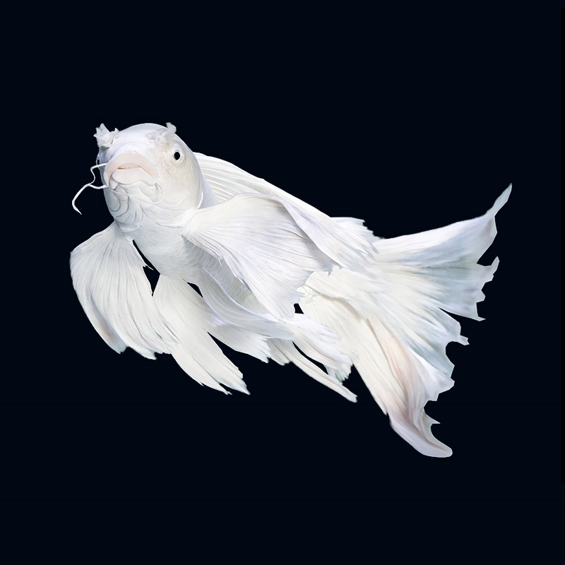 【瑕疵处理】蝴蝶鲤 身型匀称 尾巴飘逸 冷水淡水鱼