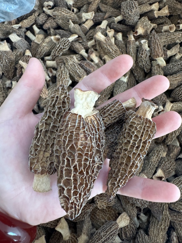 2025新货羊肚菌5-8福利价半斤装！！