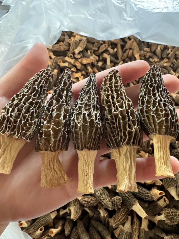 精品统货黄金菇羊肚菌厚肉半斤装！