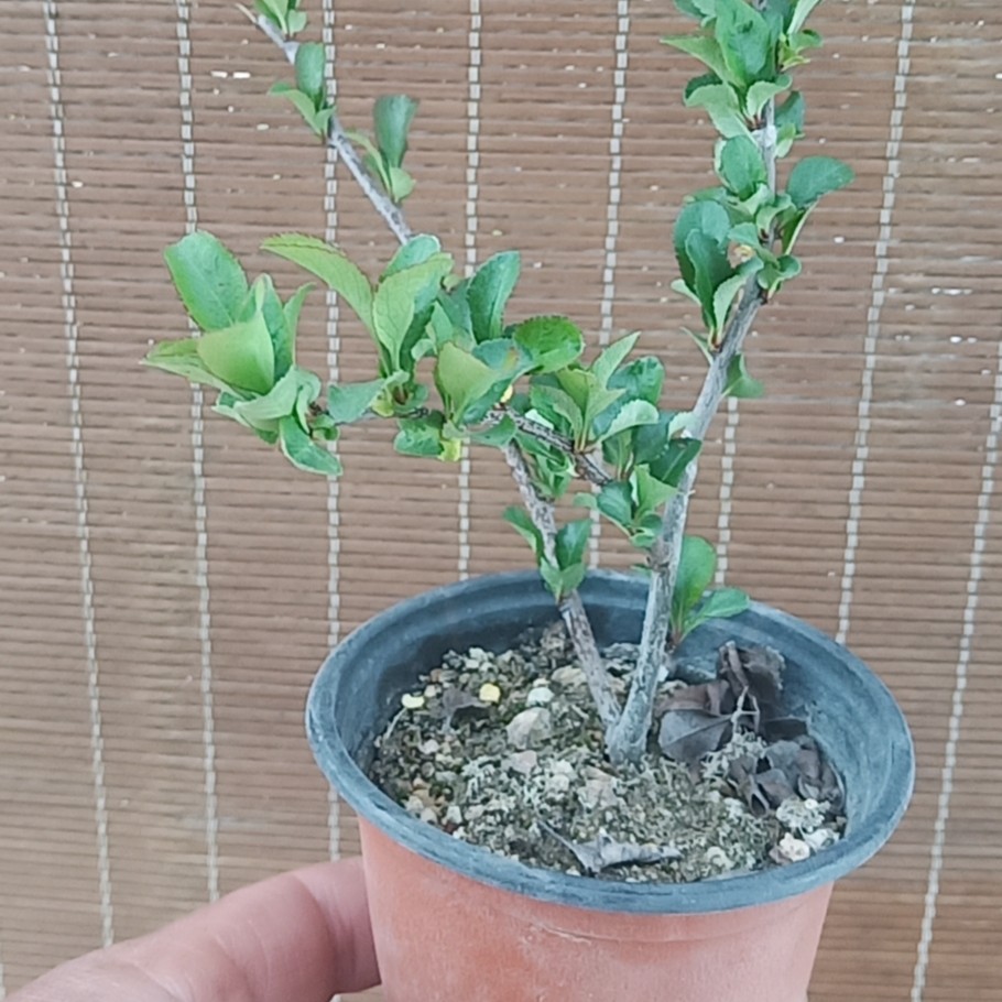 长寿梅，红花，白花，长寿梅盆栽，老桩微型盆景植物。