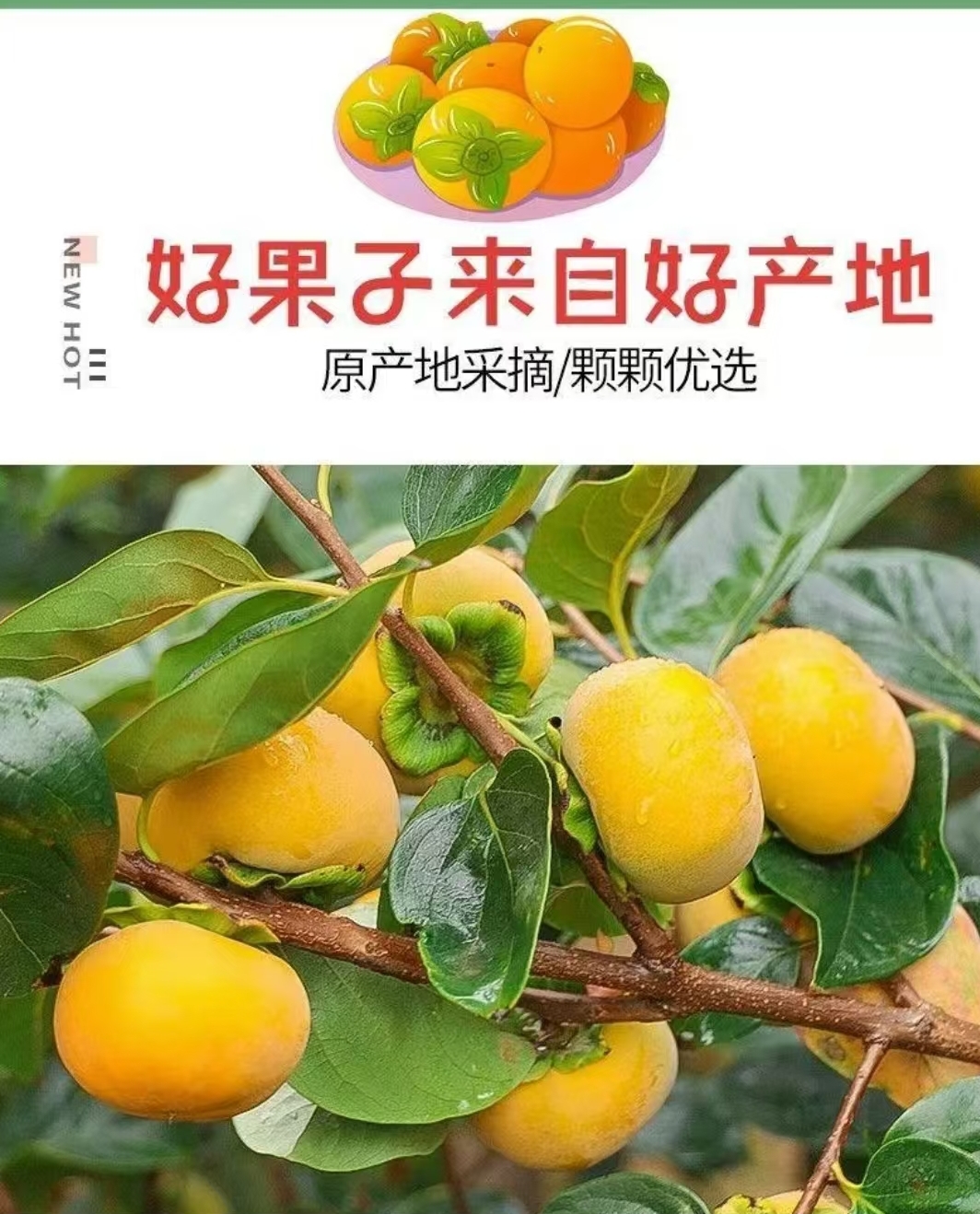 云南保山特产次朗甜脆柿子糖心无核营养香甜3斤装新鲜采摘
