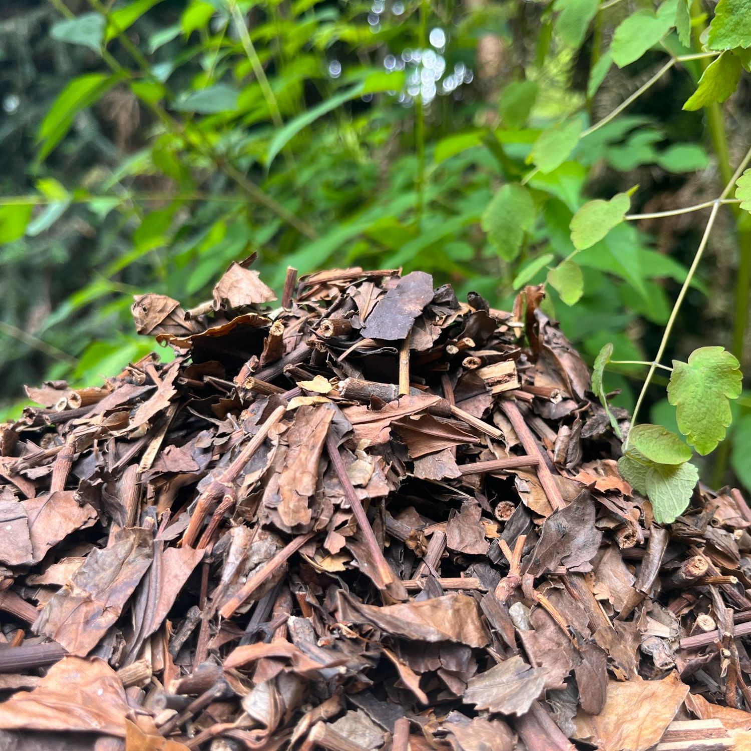 1【消-嚴-汏-罔】净含量：200g-1000g【小徐现收】菌