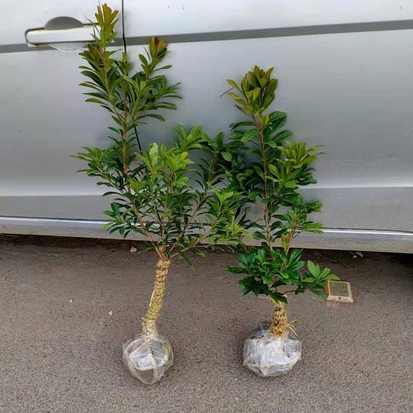 黑炭东魁杨梅树苗果树苗南北方阳台庭院种植带土水果树苗