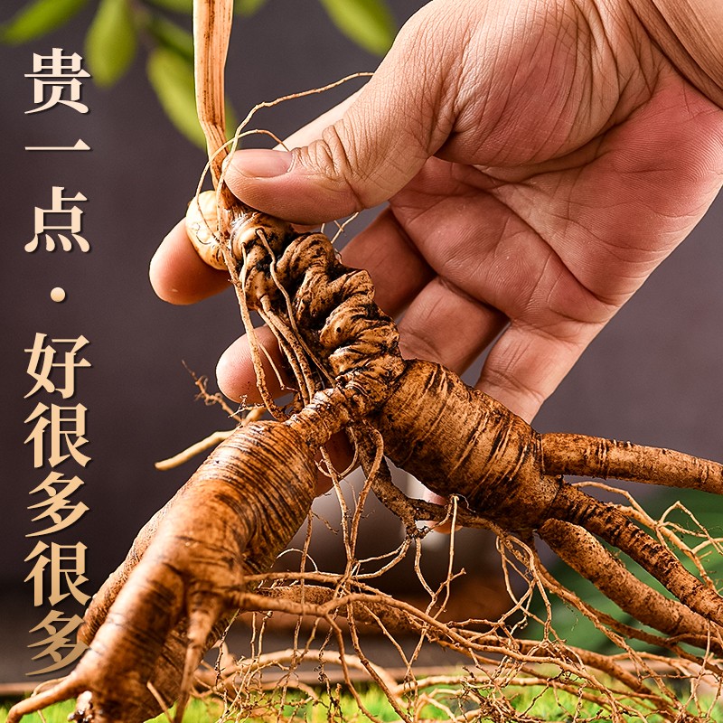 直播野山参正宗长白山林下参单枝精选带土鲜参山参泡酒专用