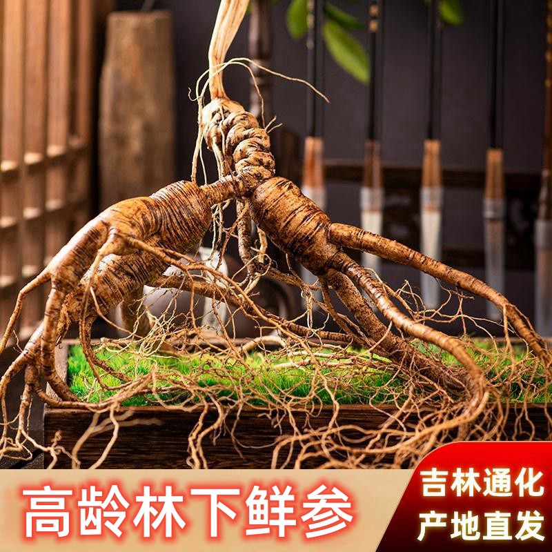 接近野山参高年份野拨籽鲜参直播带土移山参长白山林下参泡酒煲汤