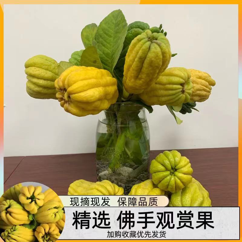 佛手柑佛手果现摘现货佛手果水养枝条观赏茶饮正宗香味食用直供