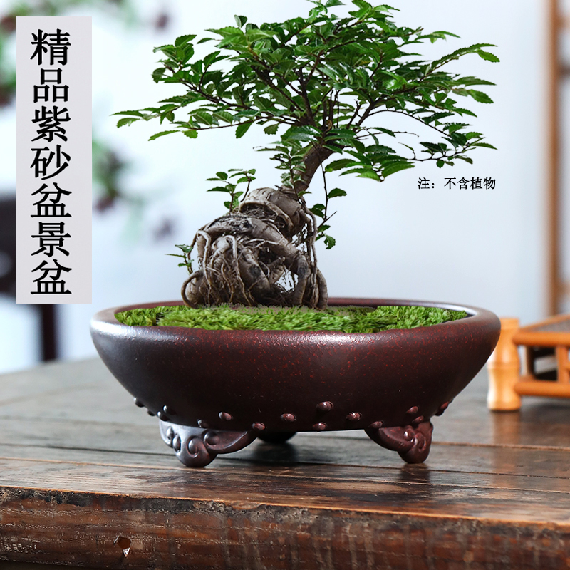 【小扬哥甄选】宜兴紫砂花盆绿植盆景菖蒲盆栽花盆地面桌面盆景盆