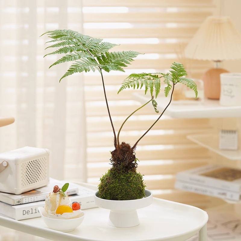 【小扬哥甄选】苔藓球植物桌面小盆栽办公室内客厅好养活懒人绿植
