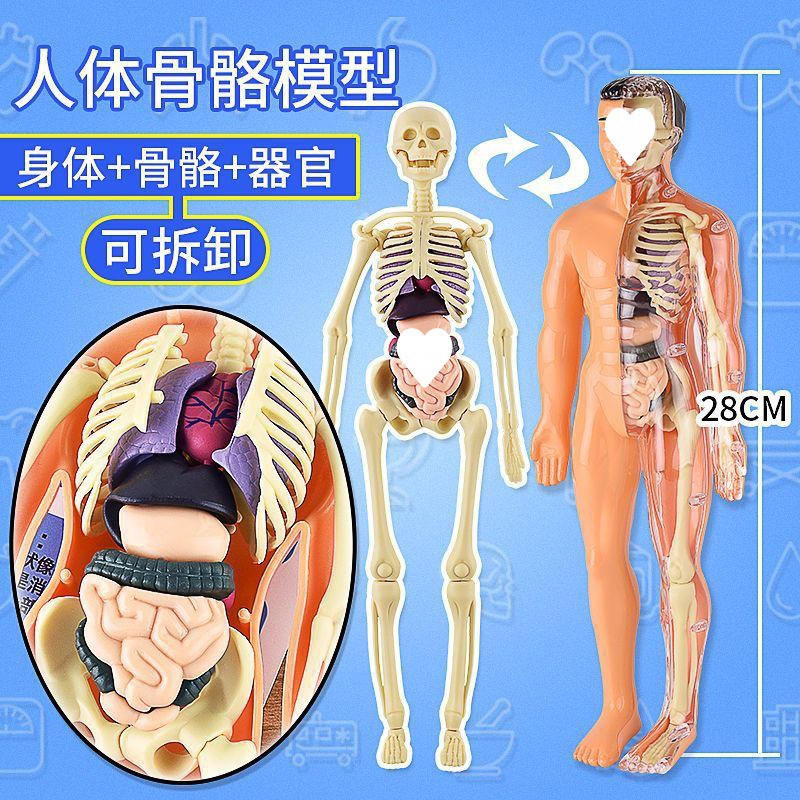 可拆卸拼装人体模型结构骨骼器官3d骨架内脏医学解剖早教儿童玩具